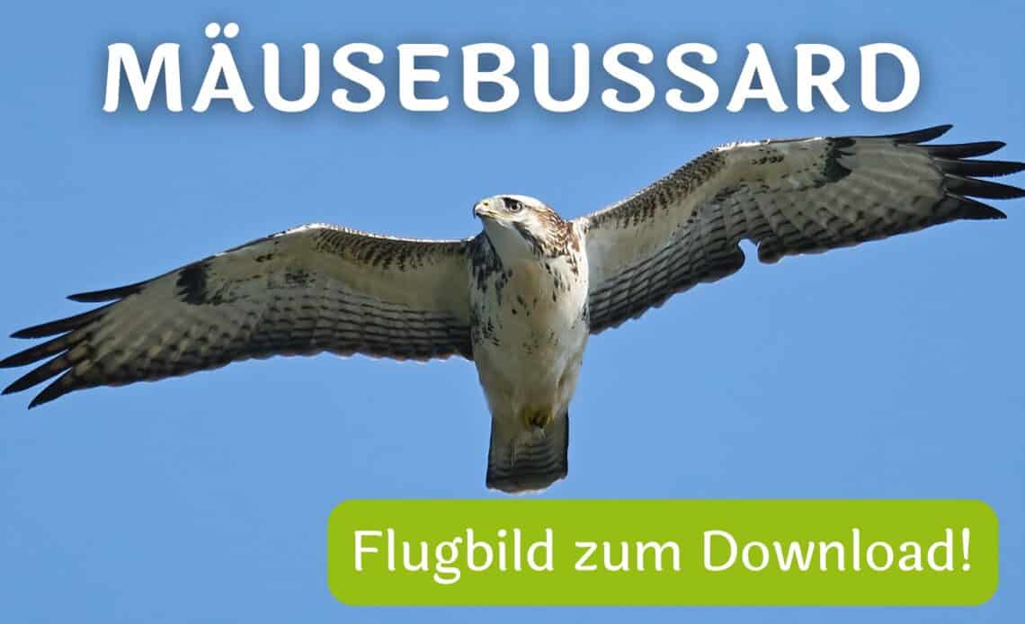 Mäusebussard-Flugbild