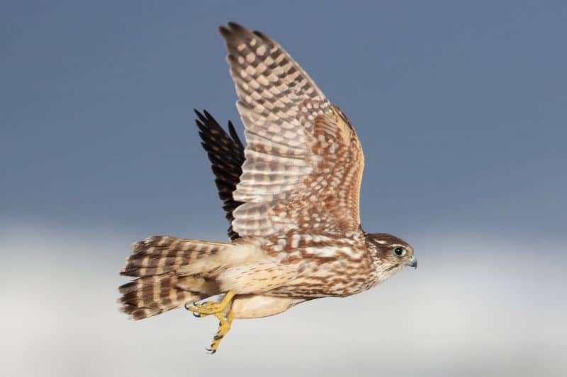 17 Greifvögel mit dem Flugbild bestimmen - Gartenrat.de