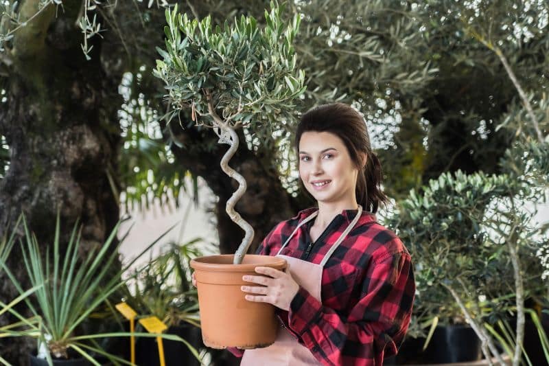 Gärtnerin hält Olivenbaum im Topf