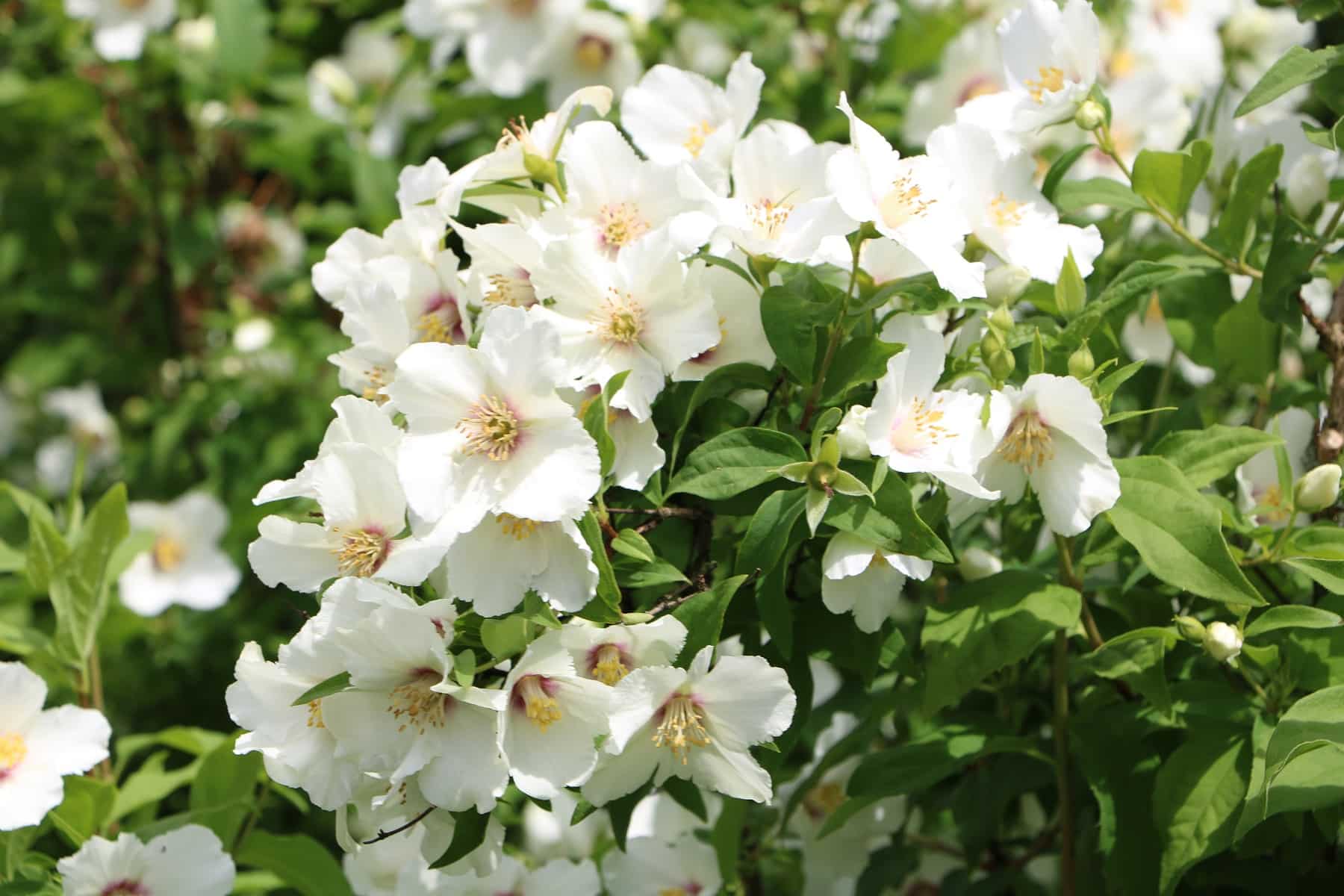 Pfeifenstrauch (Philadelphus coronarius)