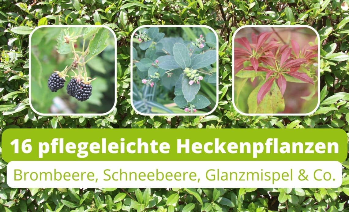 Pflegeleichte Hecken