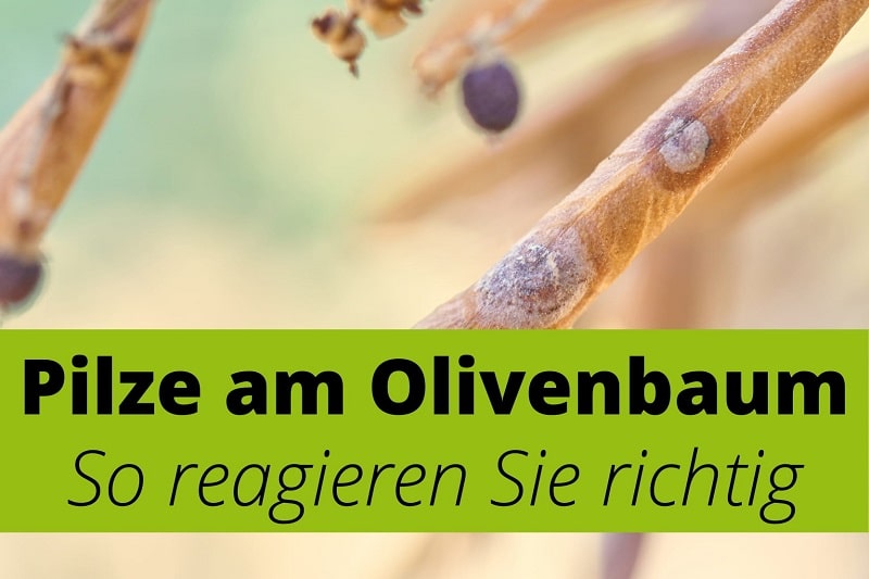 Pilzbefall (Augenfleckenkrankheit) am Olivenbaum