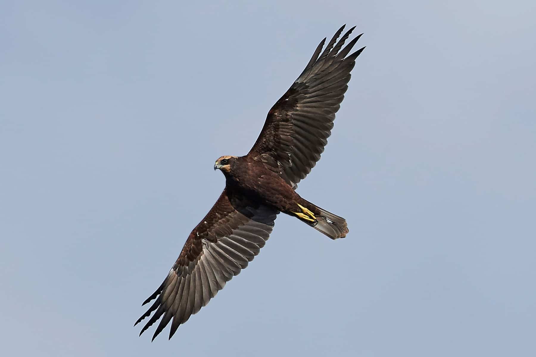 17 Greifvögel mit dem Flugbild bestimmen - Gartenrat.de