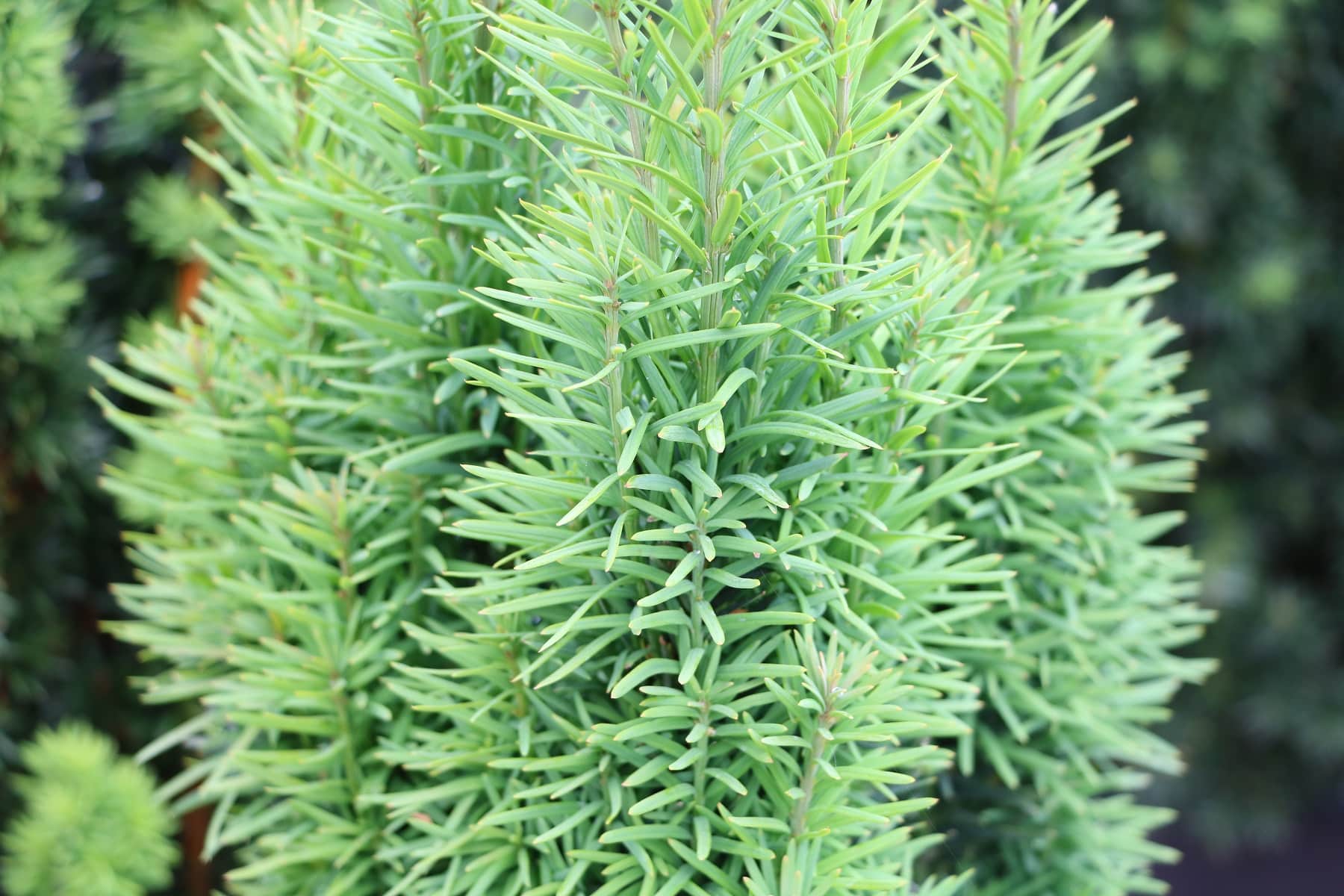 Säuleneibe (Taxus baccata 'Fastigiata')