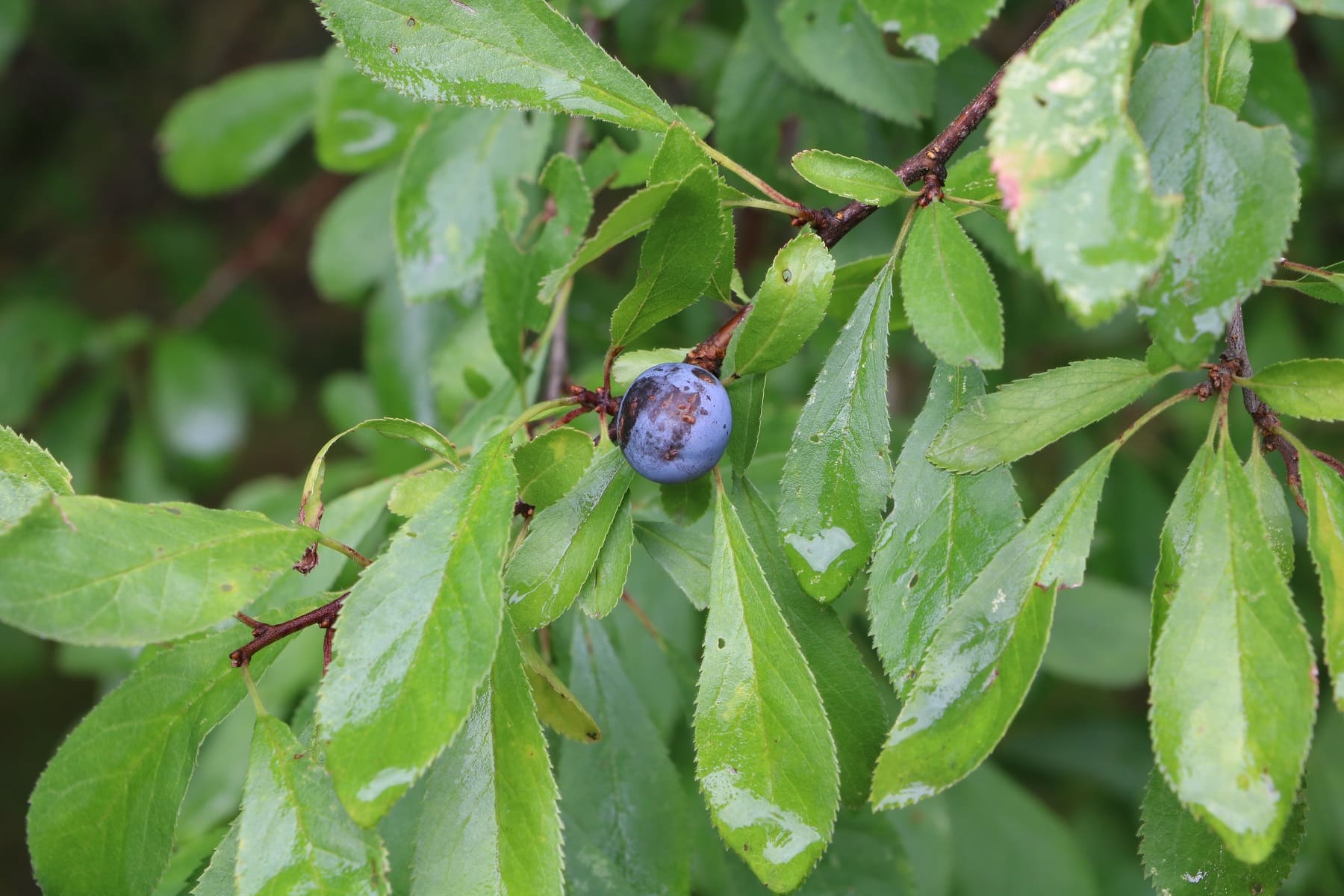 Schlehe (Prunus spinosa)