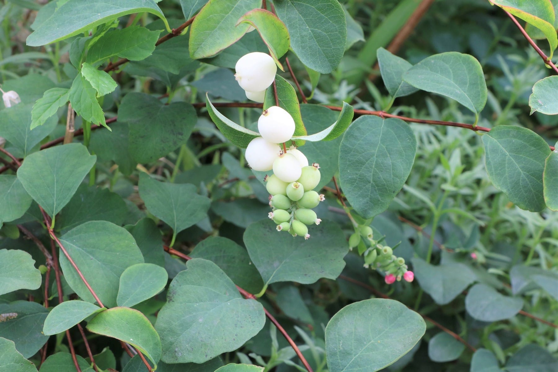 Schneebere (Symphoricarpos albus)