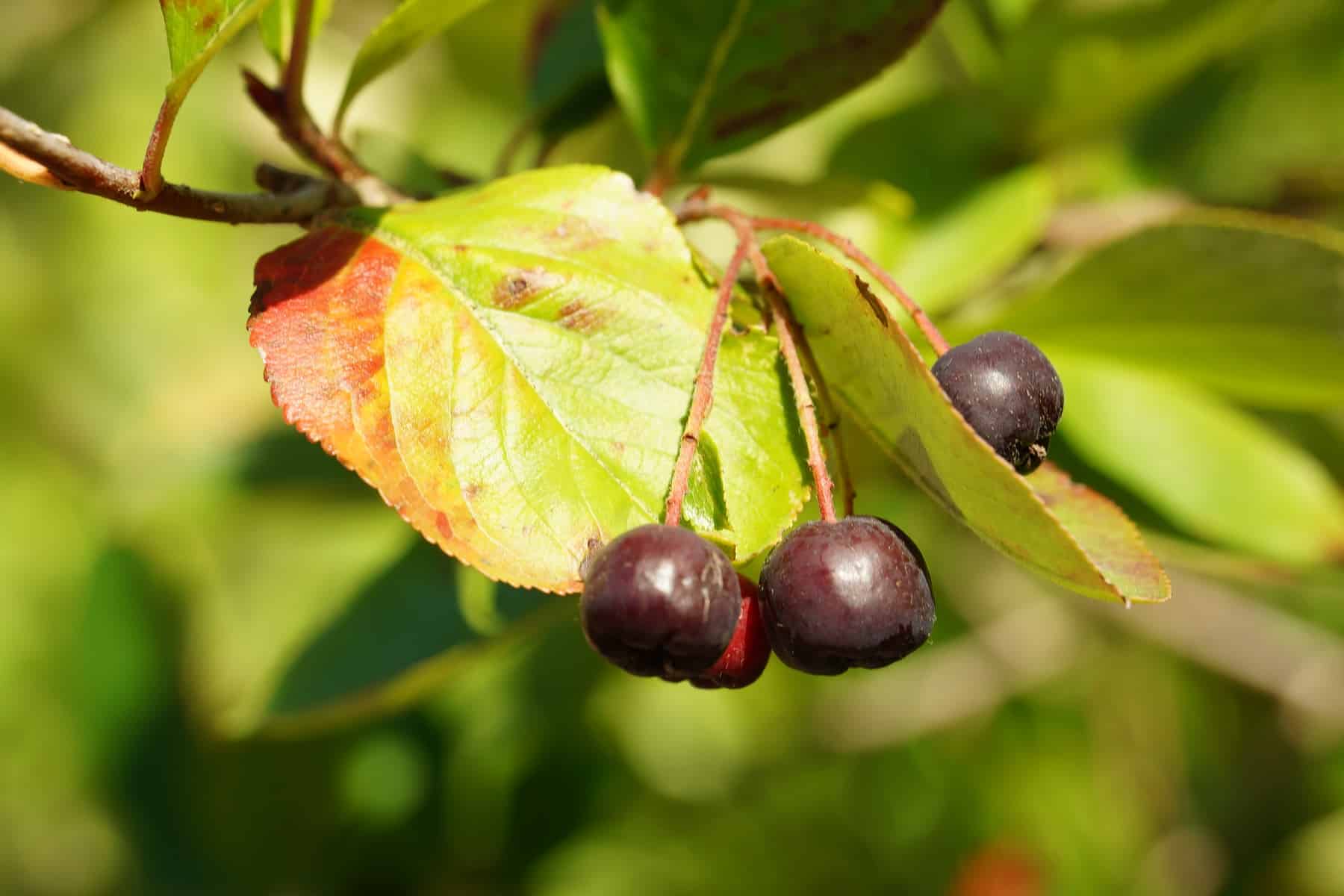 Schwarze Apfelbeere (Aronia melanocarpa)