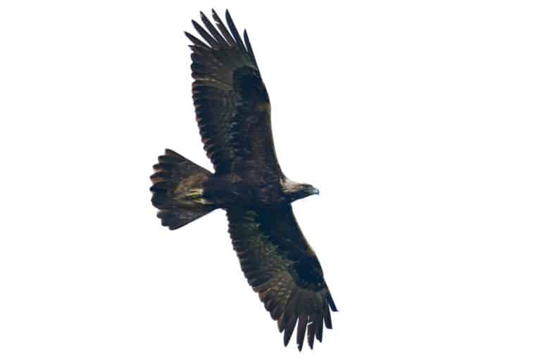 Silhouette Bestimmen Greifvögel Bestimmen Flugbild Greifvögel 17 Greifvögel mit dem Flugbild bestimmen - Gartenrat.de