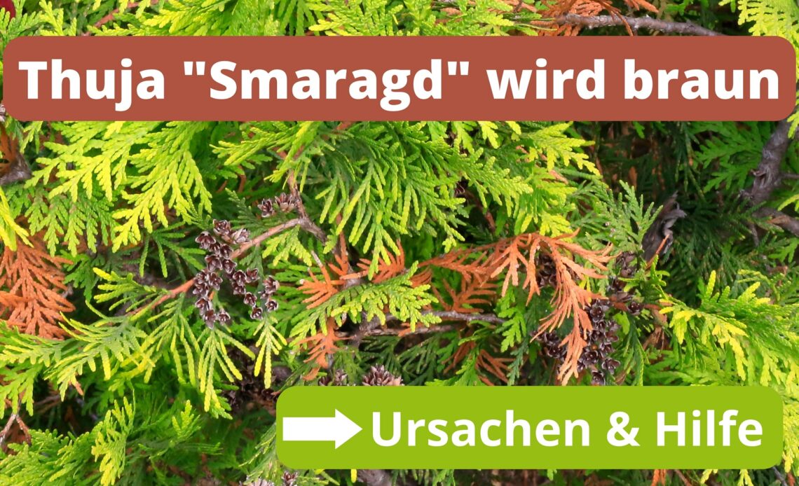 Thuja Smaragd wird braun