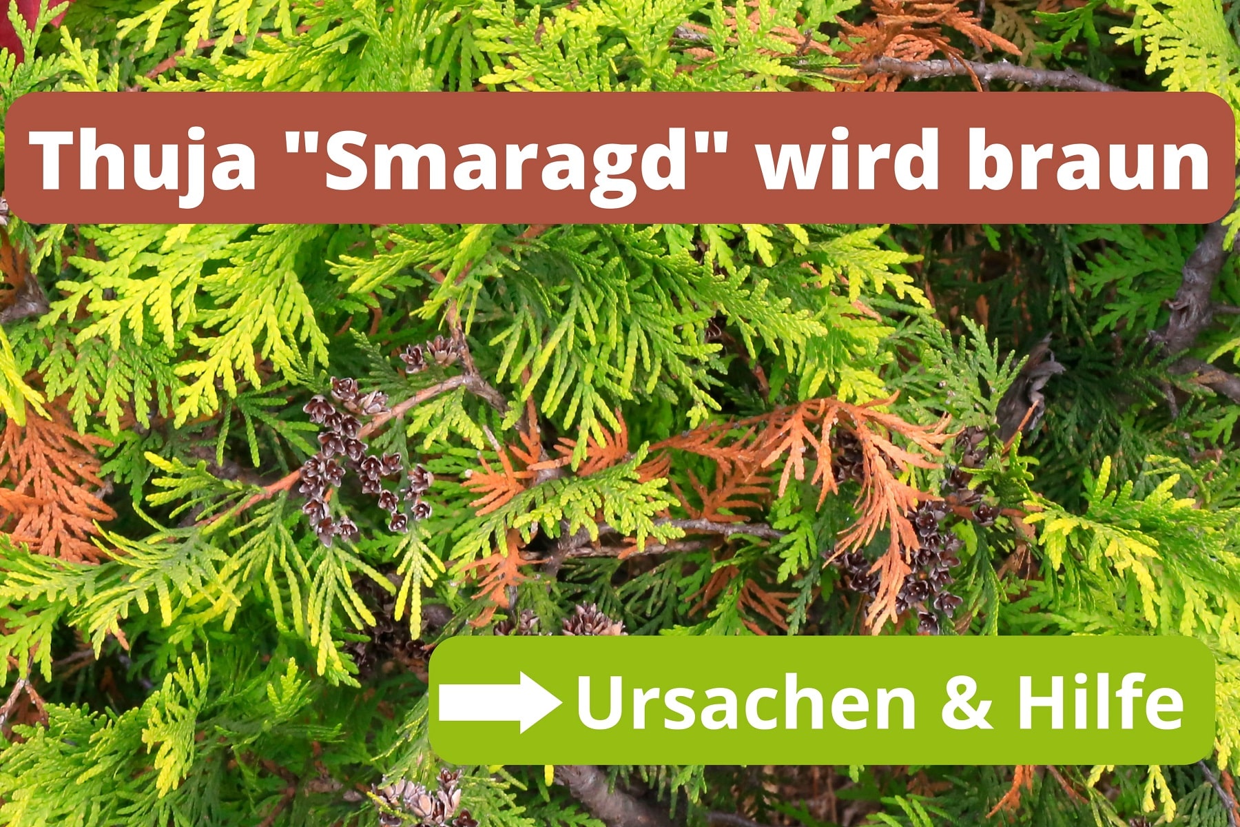 Thuja Smaragd wird braun Lebensbaum retten Gartenrat.de