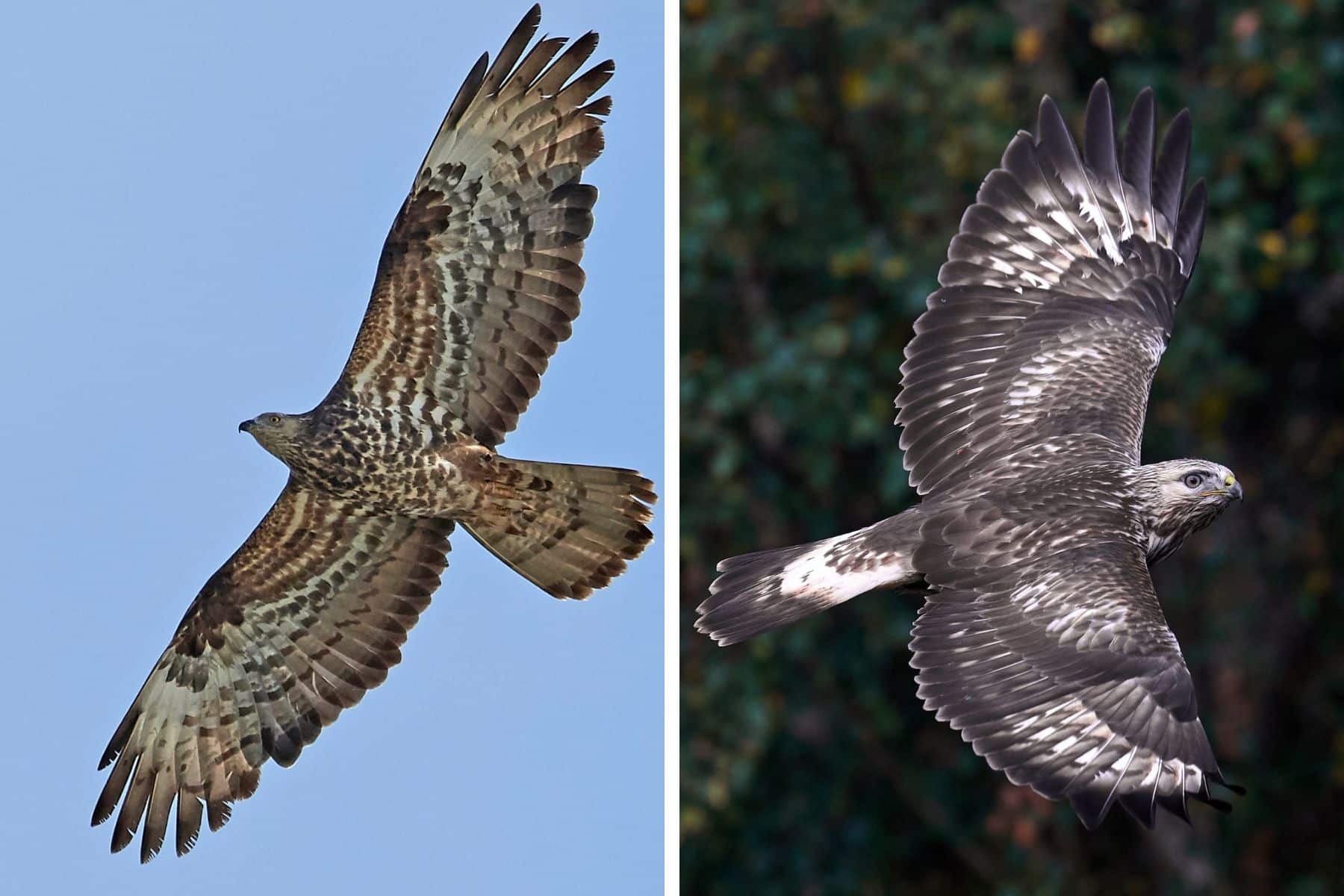 Wespenbussard (links), Raufußbussard (rechts)