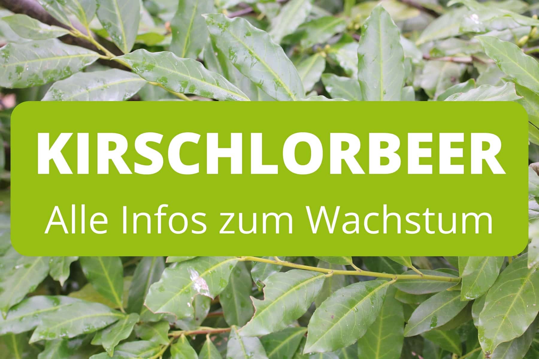 Wie Hoch Wird Kirschlorbeer