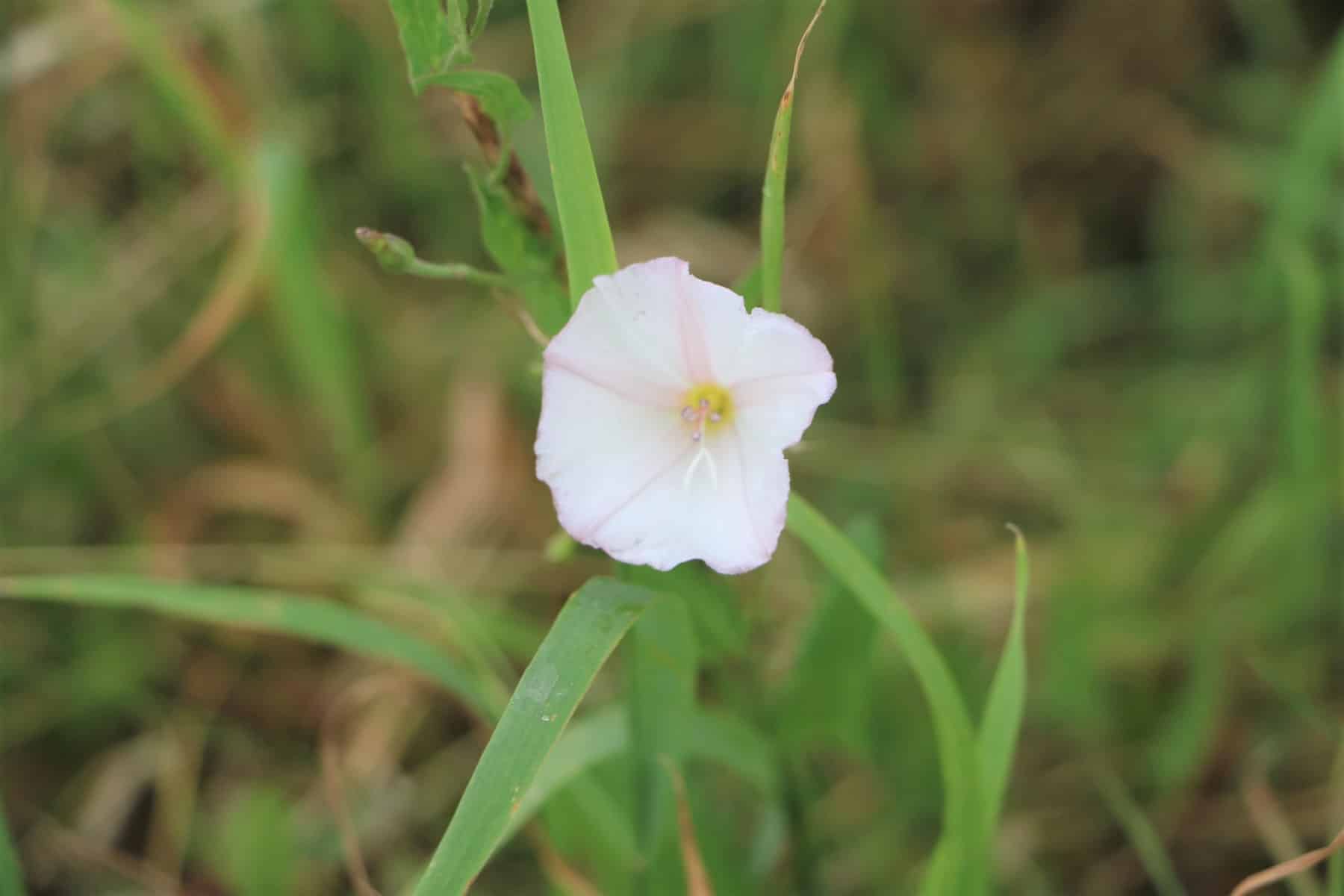 Acker-Winde (Convolvulus arvensis)