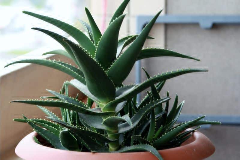 Aloe Vera im Schatten auf Balkon