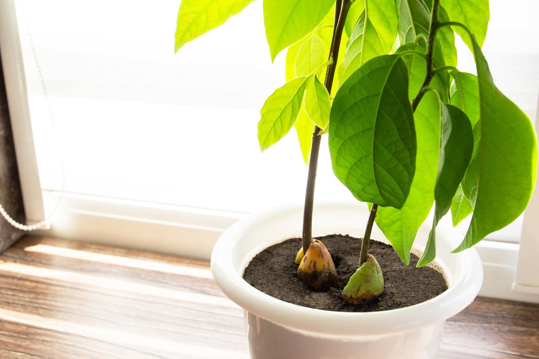 Avocado-Pflanze am Fenster