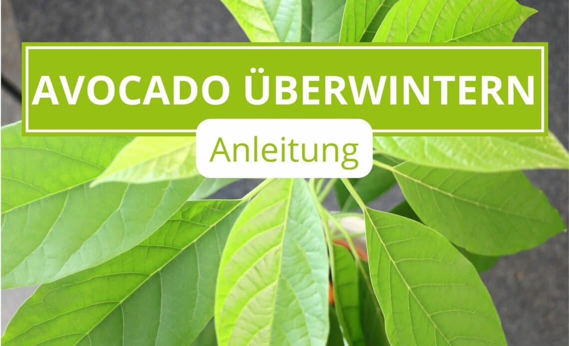 Avocado überwintern