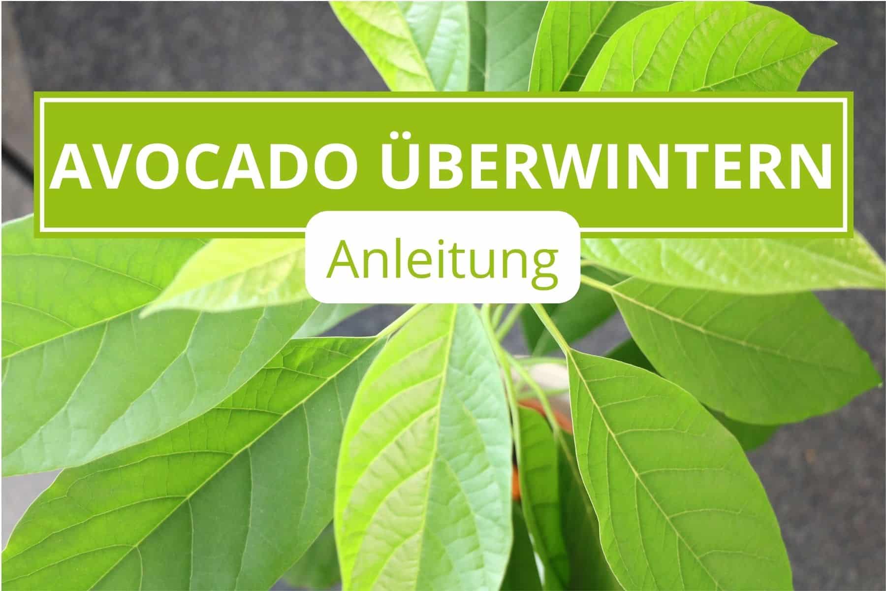 AvocadoPflanze richtig überwintern Gartenrat.de