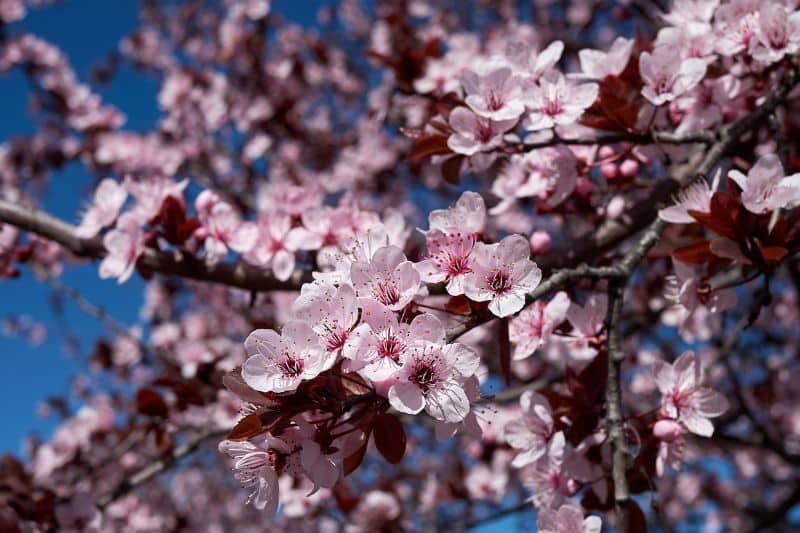 Blutpflaume (Prunus cerasifera 'Nigra')