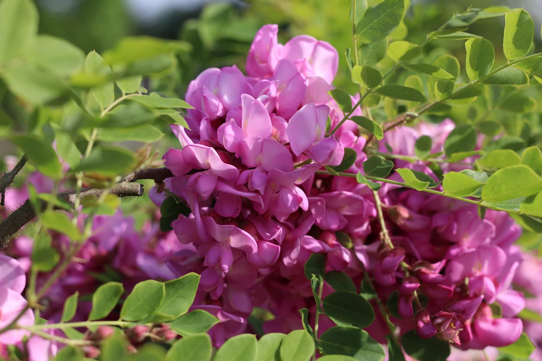 Borstenakazie 'Macrophylla' (Robinia hispida)