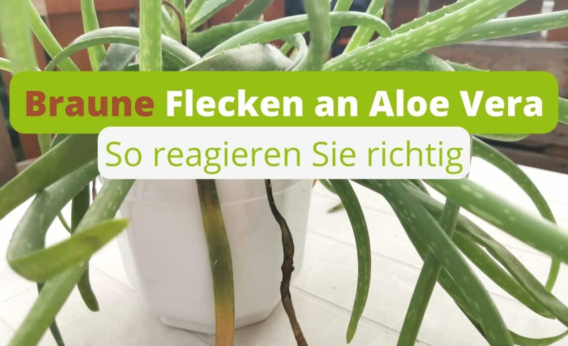 Braune Flecken an Aloe Vera