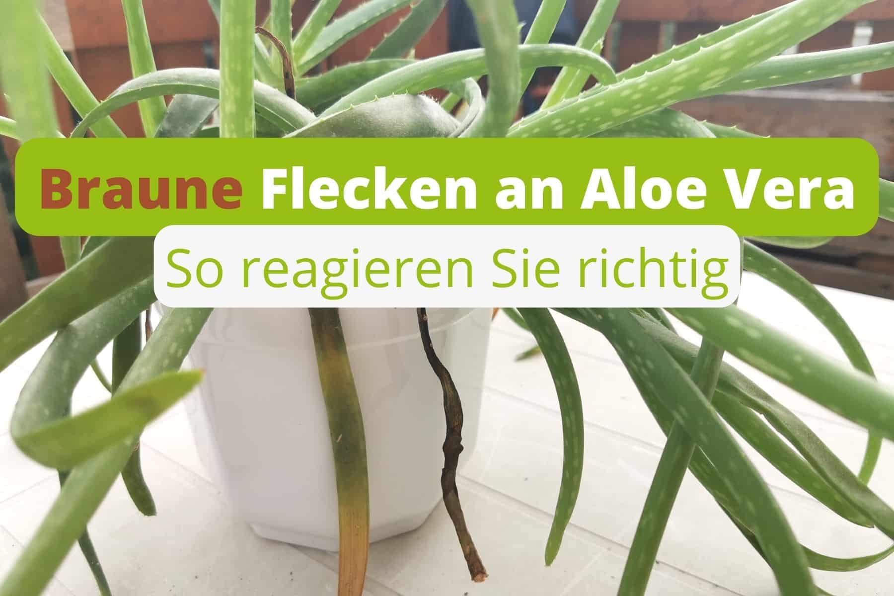 aloe vera plant buy near me Real Aloe Vera Plant: Easy Succulent to Grow – (3.5” Pot) – Drought To –  Altman Plants main image 1