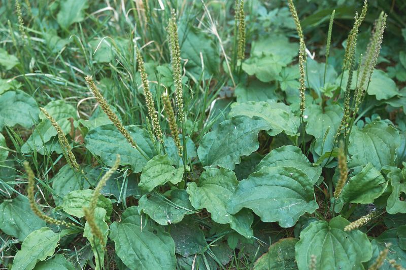 Breitwegerich (Plantago major)