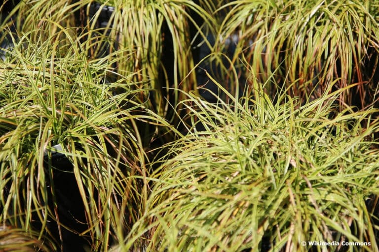 20 immergrüne Gräser ohne Rückschnitt Gartenrat.de