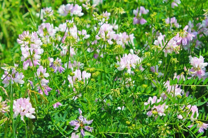 Bunte Kronwicke (Coronilla varia)