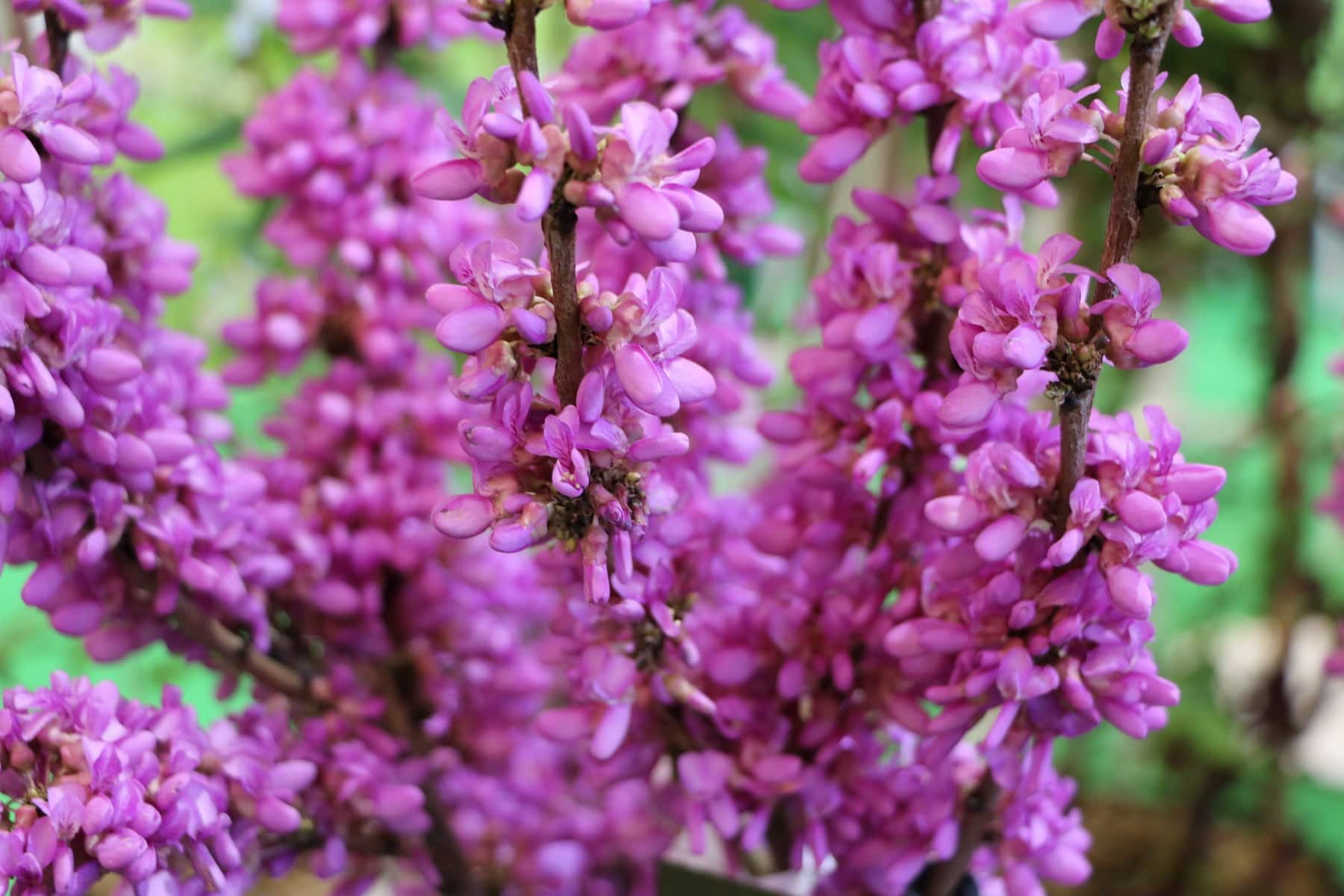 Chinesischer Judasbaum 'Avondale' (Cercis chinensis)