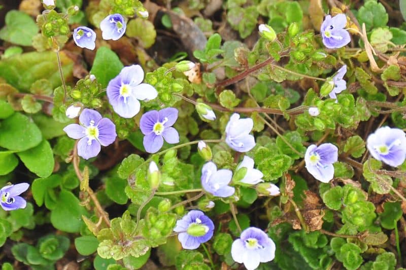 Faden-Ehrenpreis (Veronica filiformis)