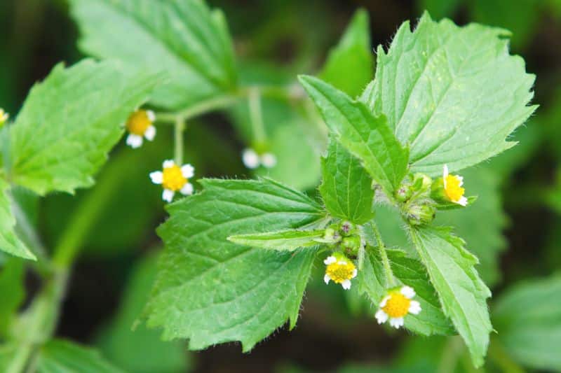 Franzosenkraut (Galinsoga parviflora)