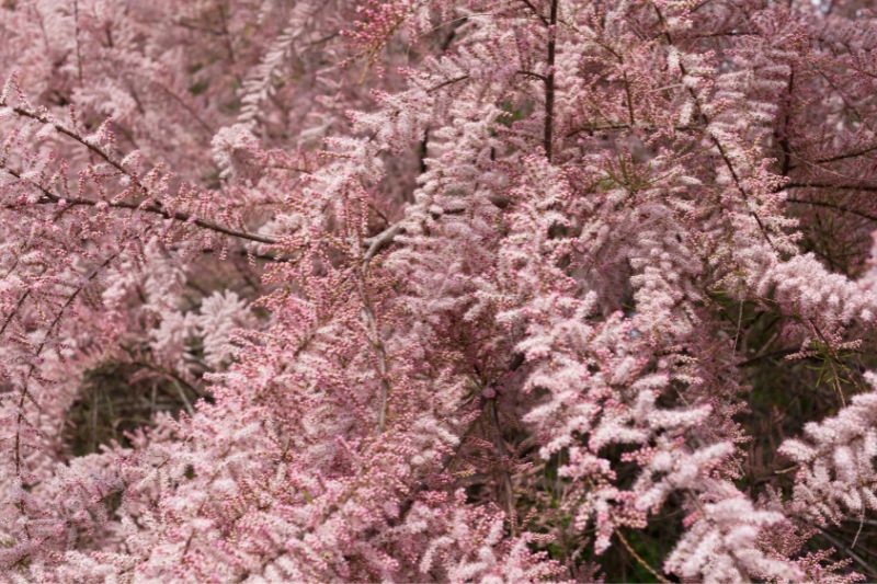 Frühlings-Tamariske (Tamarix parviflora)