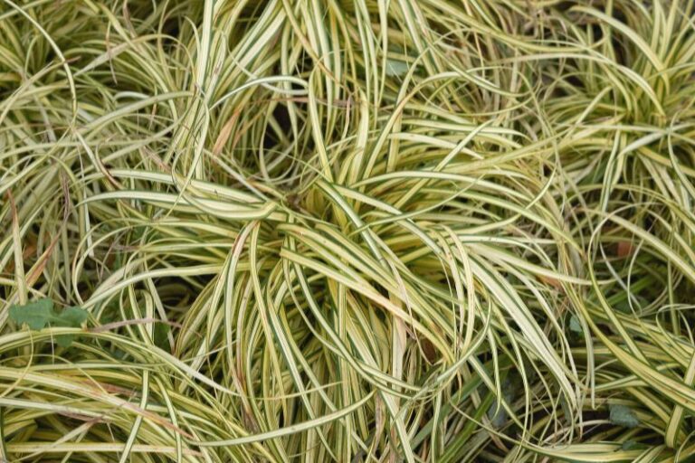 20 immergrüne Gräser ohne Rückschnitt Gartenrat.de