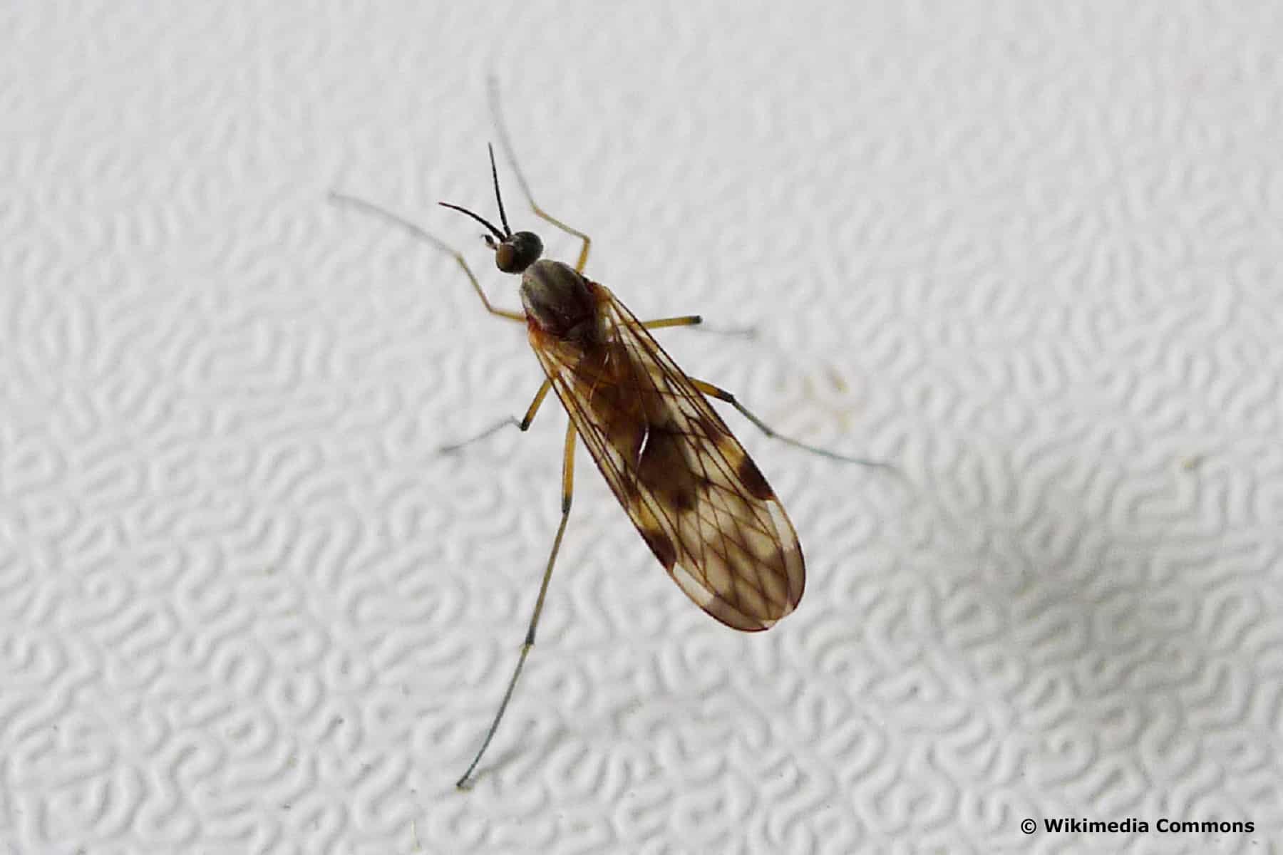 Gemeine Fenstermücke (Sylvicola fenestralis)