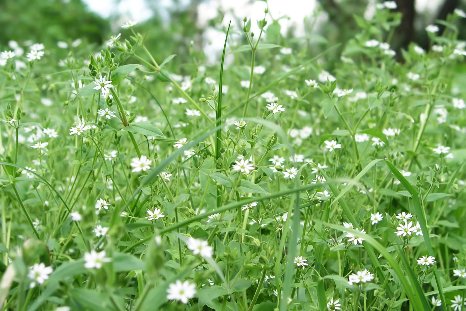 Gemeine Vogelmiere (Stellaria media)