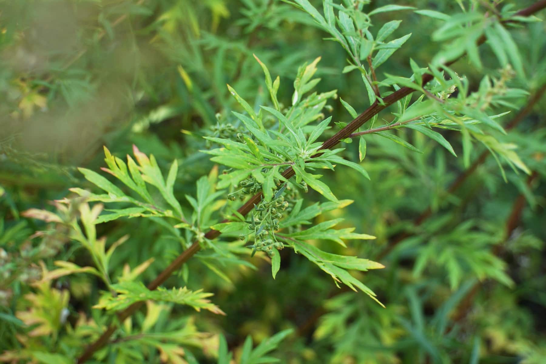 Gemeiner Beifuß (Artemisia vulgaris)