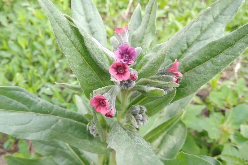 Gewöhnliche Hundszunge (Cynoglossum officinale)