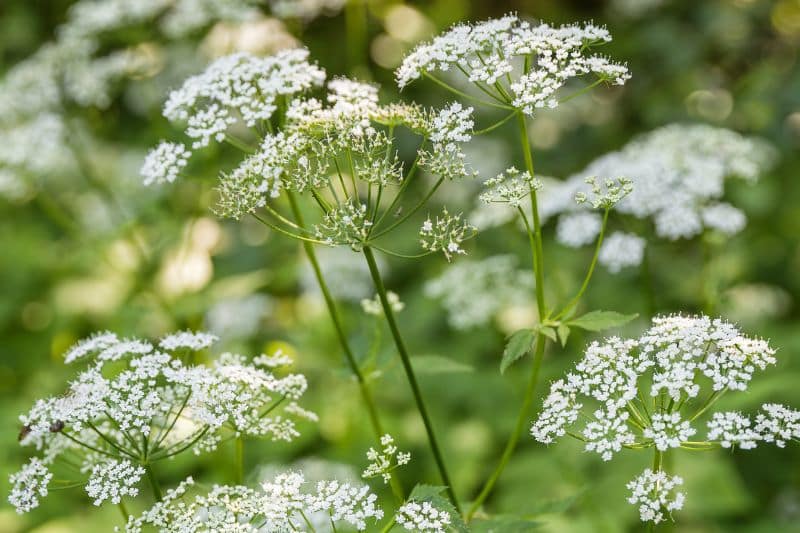 Blühender Giersch (Aegopodium podagraria)