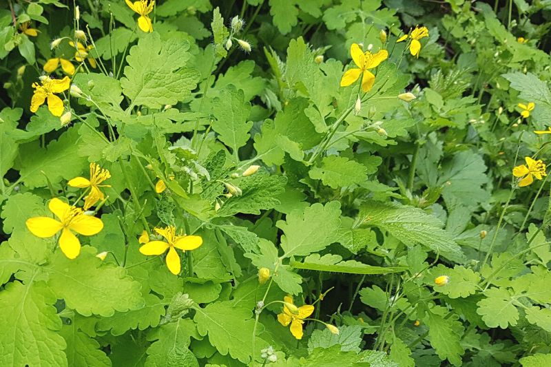 Großes Schöllkraut (Chelidonium majus)