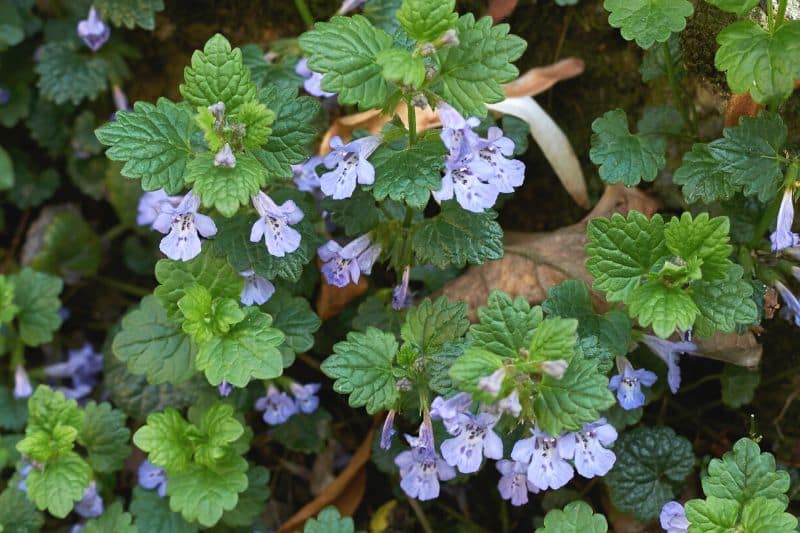 Gundermann (Glechoma hederacea)