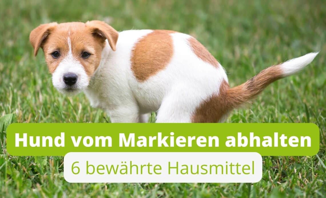 Hausmittel gegen Markieren durch Hunde-Pinkel