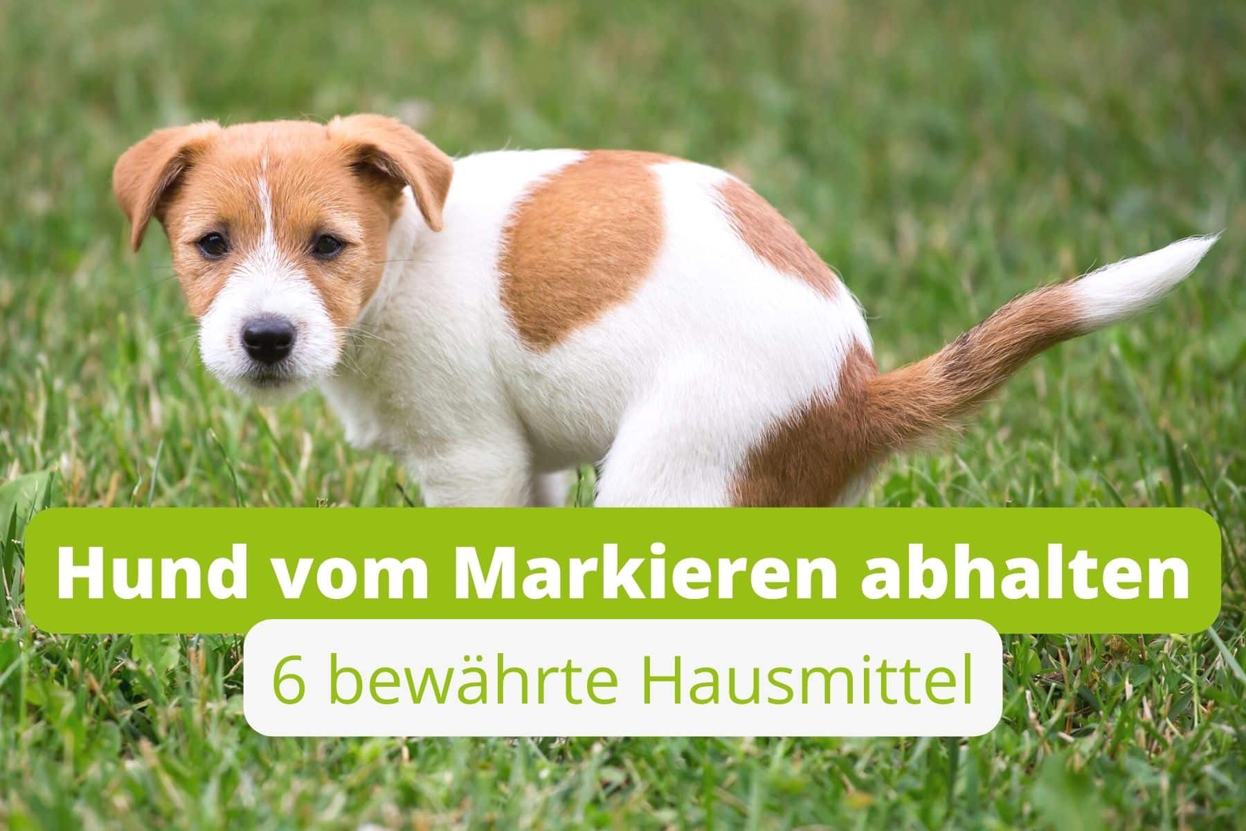 6 Hausmittel gegen Markieren durch HundePinkel Gartenrat.de