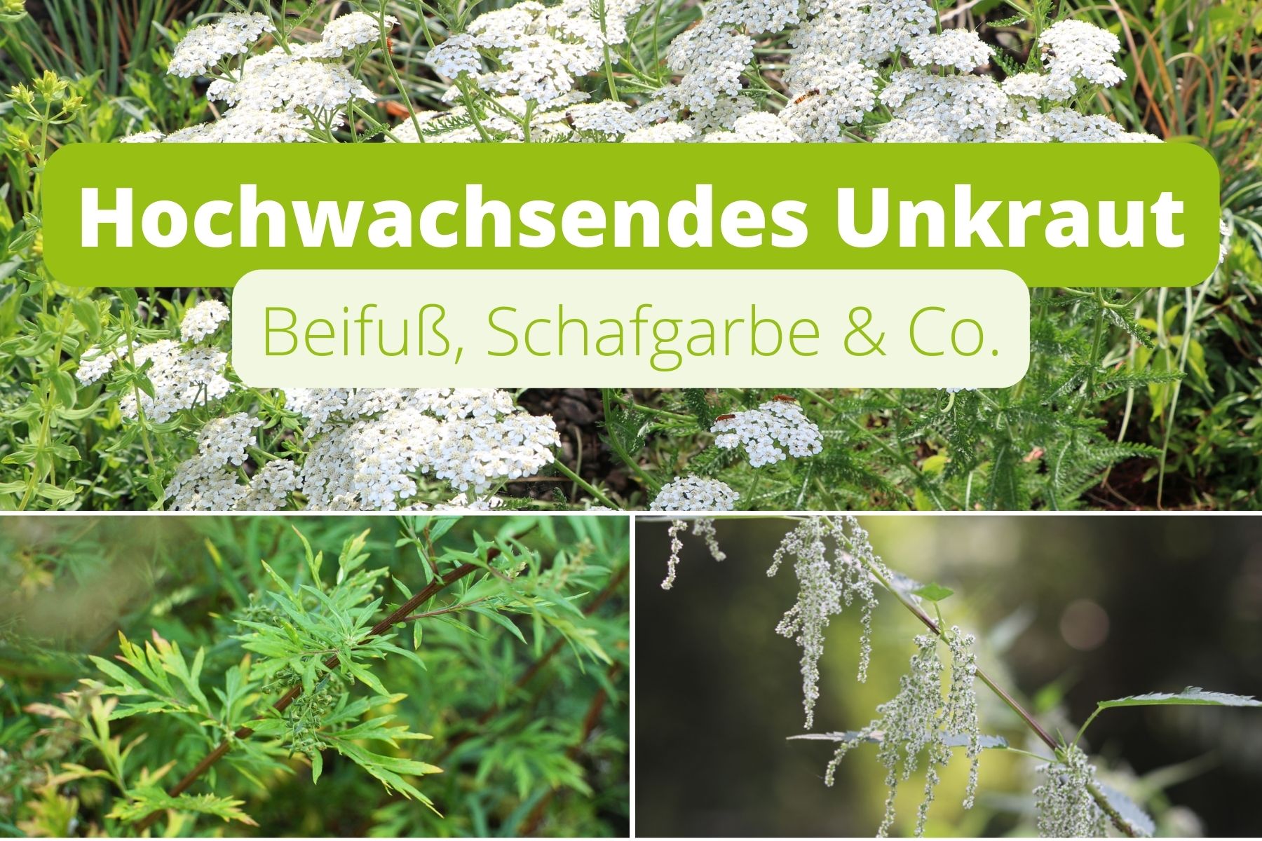 13 hochwachsende Unkräuter bestimmen Gartenrat.de