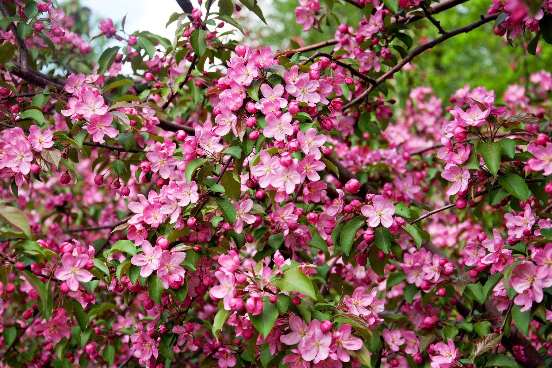 Holzapfel (Malus sylvestris)