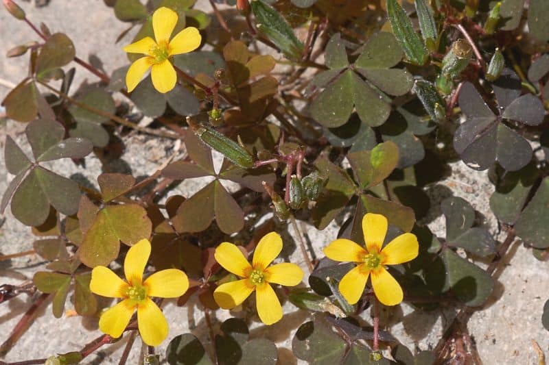 Horn-Sauerklee (Oxalis corniculata)