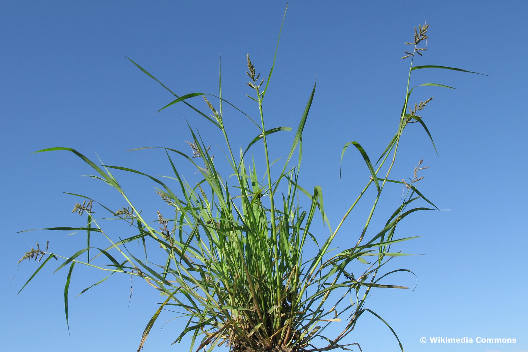 Hühnerhirse (Echinochloa crus-galli)