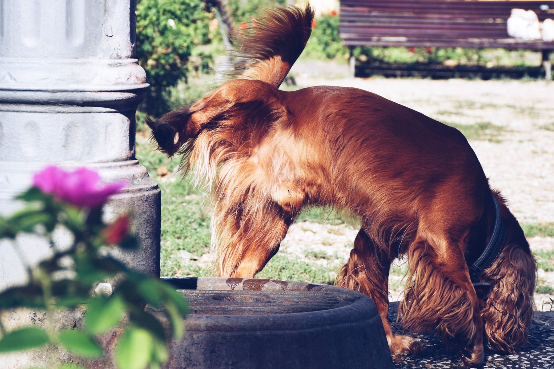 Hund markiert