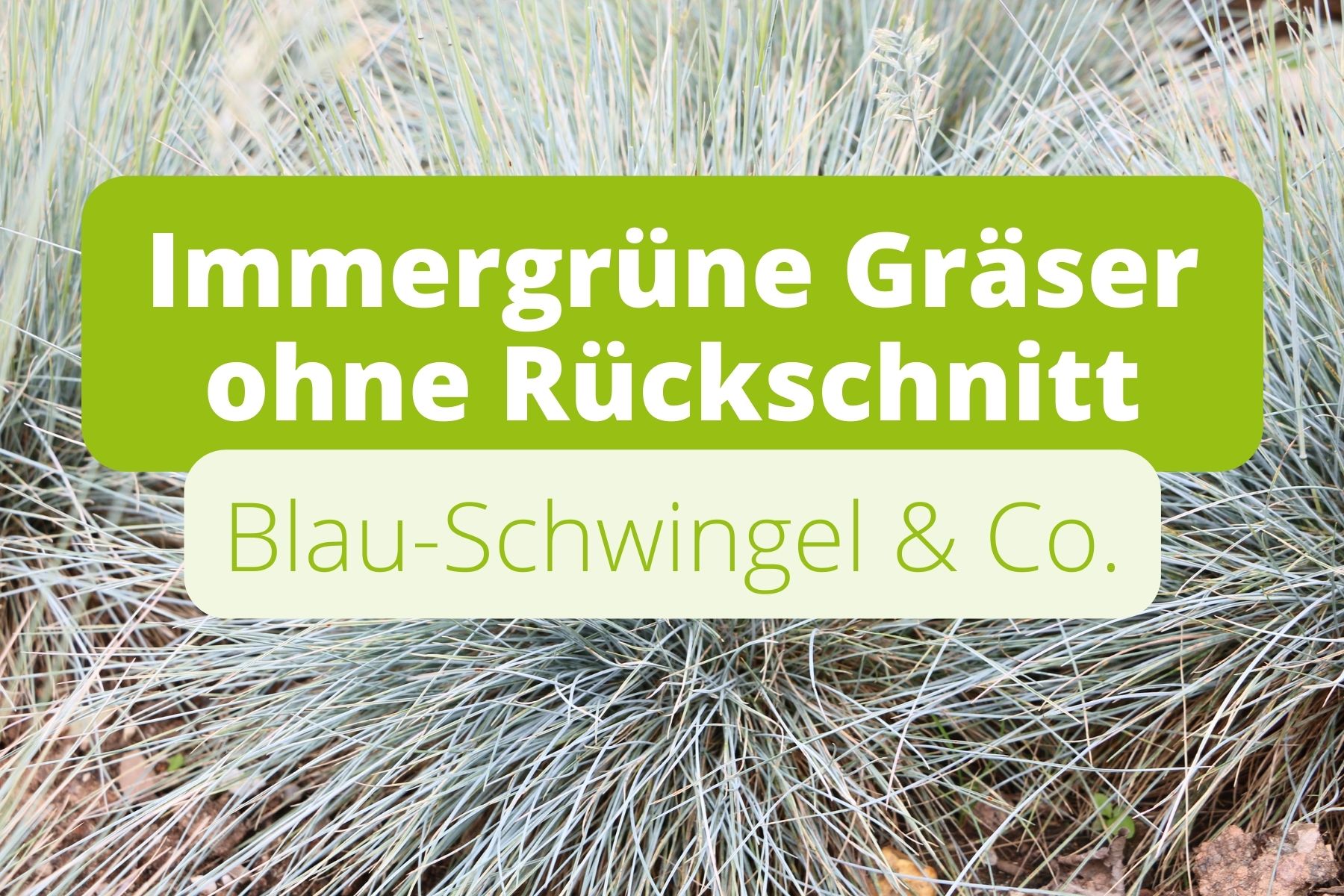 20 immergrüne Gräser ohne Rückschnitt Gartenrat.de