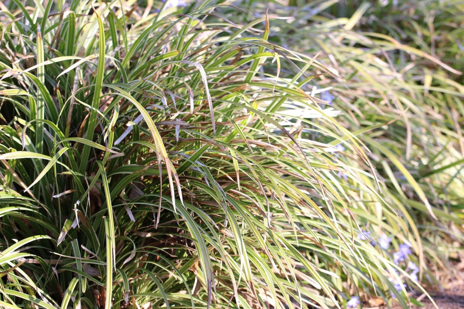 20 immergrüne Gräser ohne Rückschnitt Gartenrat.de