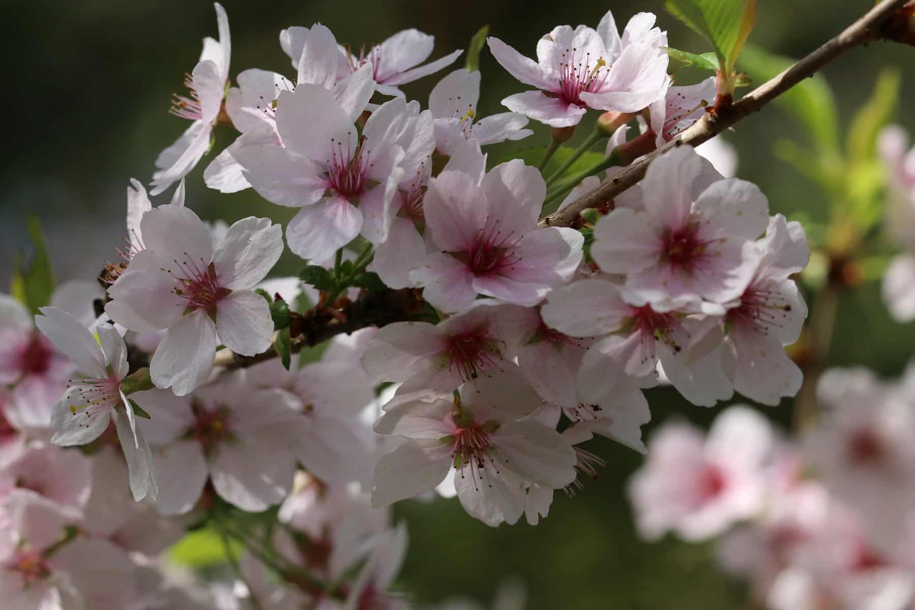 Japanische Blütenkirsche 'Autumnalis' (Prunus subhirtella)